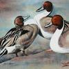 "Pintails" • oil pastel on paper • 14" x 15" (NFS) 